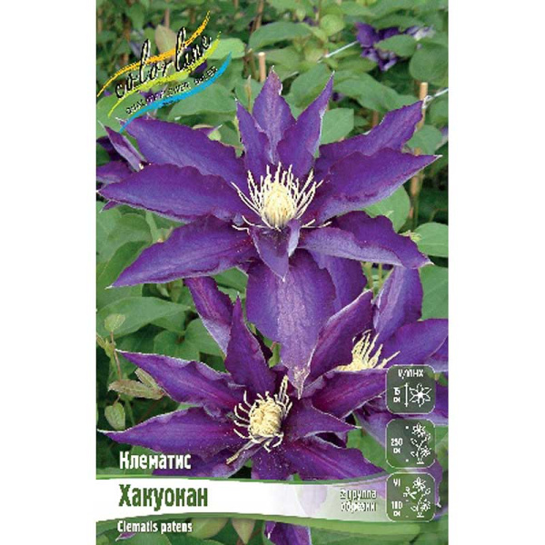 Клематис Хакуокан I 25 шт Биг-пак 4004