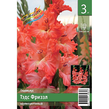 Гладиолус Тэдс Фриззл 10/12 3 Эконом шт 