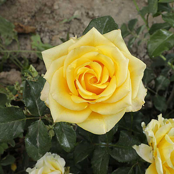 Роза чайно-гибридная Тара Садовита