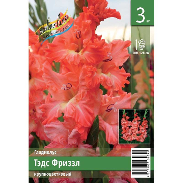 Гладиолус Тэдс Фриззл 10/12 3 Эконом шт 