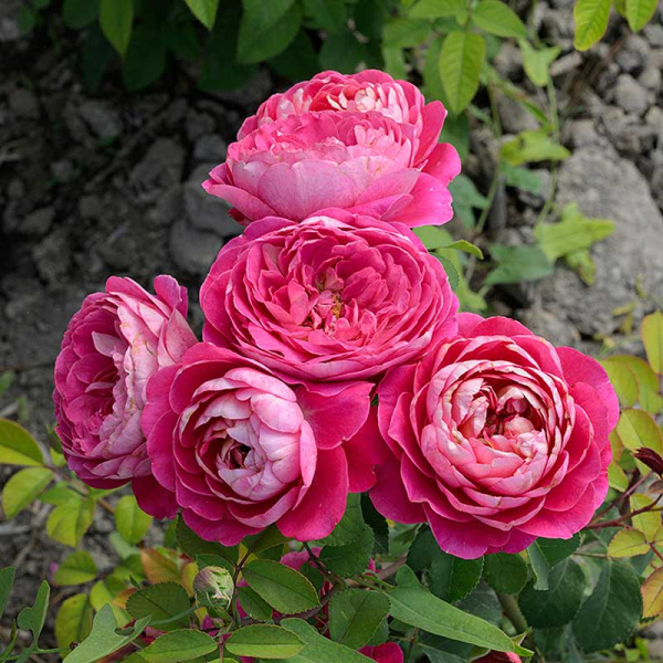 Роза Шраб Сантенер де Лей-ле Садовита