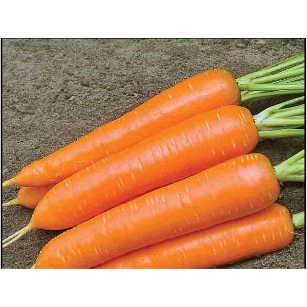 Мо Несравненная (ДР) Агрико