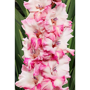 Гладиолус Кавказ 10/12 100 шт Садовита Шоу-Бокс 13708 