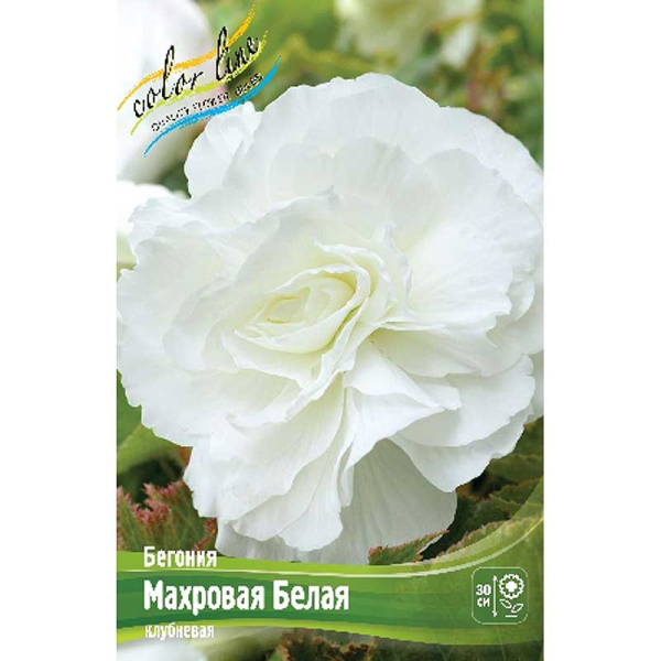 Бегония Махровая Белая 5/6 3 шт