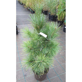 Сосна Веймутовая Денса Хилл C1.5