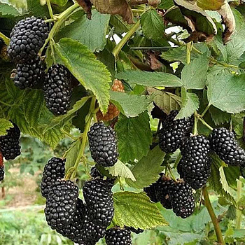 Ежевика Прайм Арк Фридом Садовита