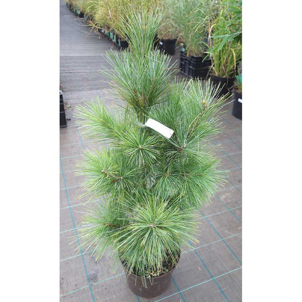 Сосна Веймутовая Денса Хилл C1.5