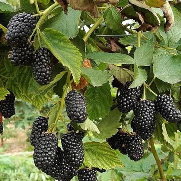 Ежевика Прайм Арк Фридом Садовита