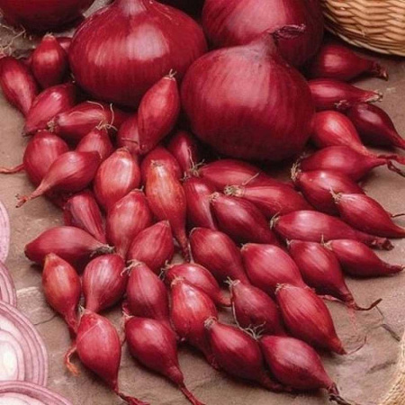 Лук-севок РЕД БАРОН 10-21 10кг +/-5% (цена за мешок) 