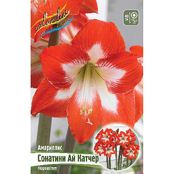 Гиппеаструм Сонатини Ай Катчер 13/15 1 шт 