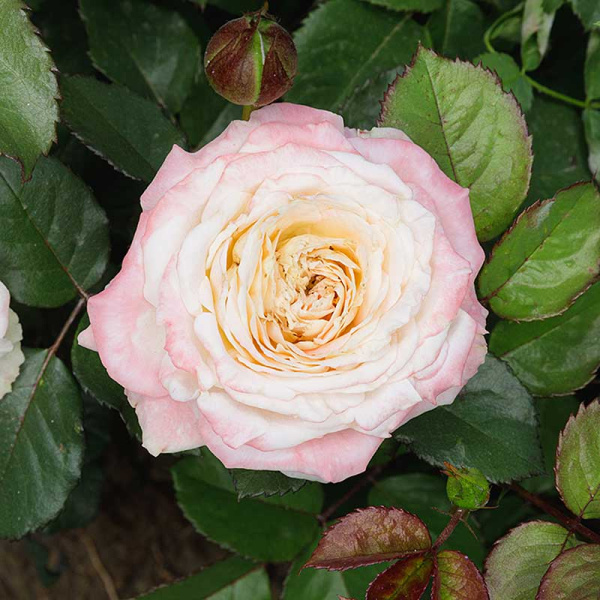 Роза Спрей Дольче Саммерхаус Садовита