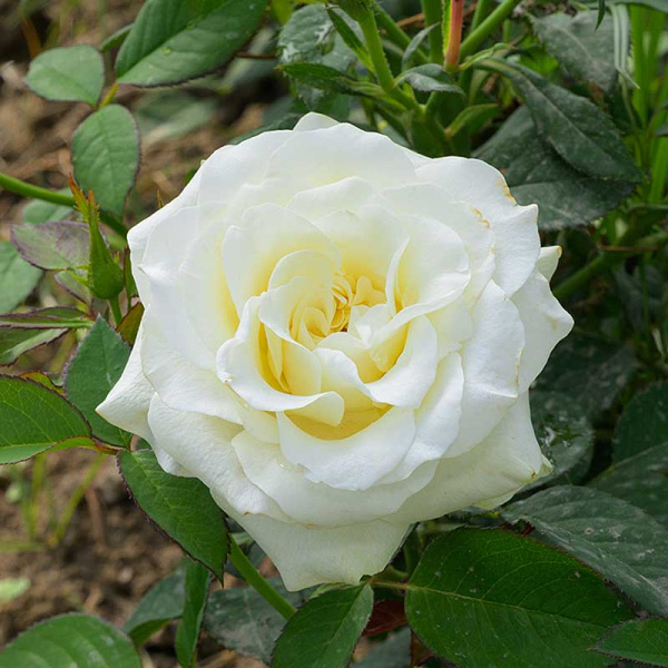 Роза Чайно-гибридная Дельфи Садовита