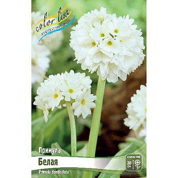 Примула Дентикулята Белый I 25 шт Биг-Пак 8580
