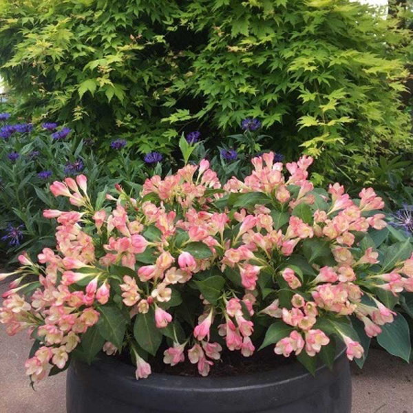 Вейгела Олл Саммер Пич P9 шт