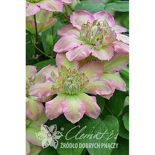 Клематис Писташио Кейк C2
