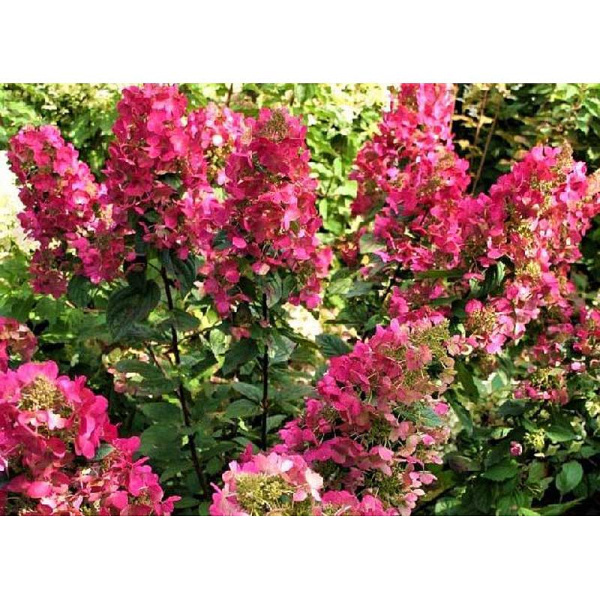 Гортензия Метельчатая Мэджикал Везувио P9