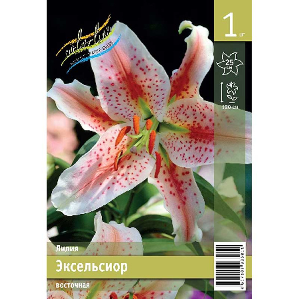 Лилия Эксельсиор 12/14 1 Эконом шт