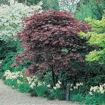 Клен Дланевидный Атропурпуреум P9
