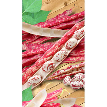 Фасоль Борлотто 10шт Садовита Ц