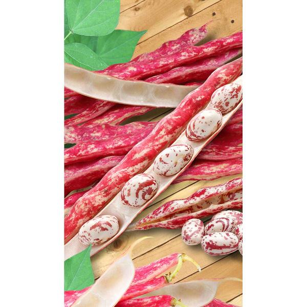 Фасоль Борлотто 10шт Садовита Ц