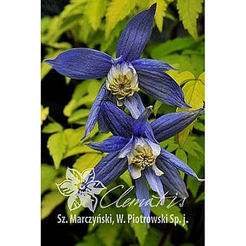 Клематис Стольвайк Голд C2