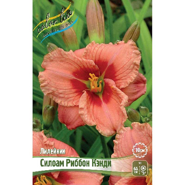Лилейник Силоам Риббон Кэнди I 1 шт 