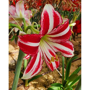 Амариллис Сантьяго 22/24 1 шт 