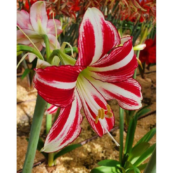 Амариллис Сантьяго 22/24 1 шт 