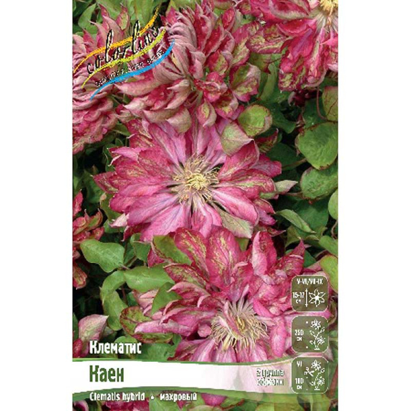 Клематис Каен I 1 шт