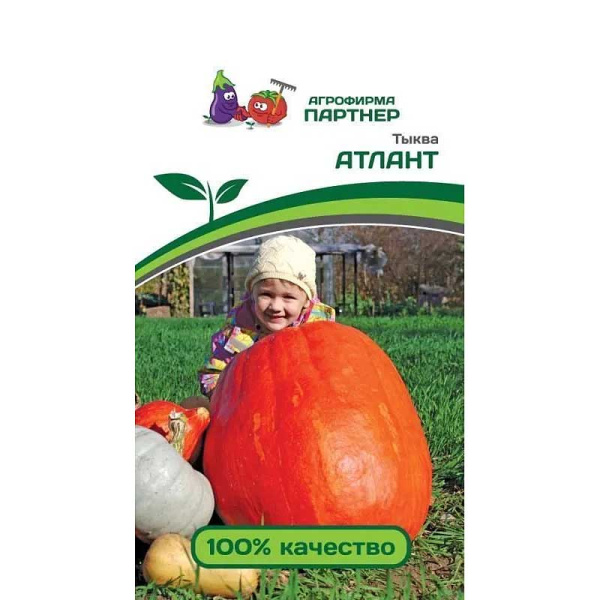 Тыква Атлант Партнер Ц