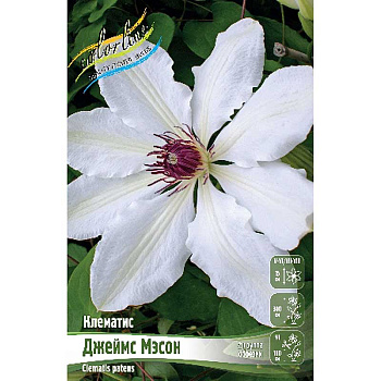 Клематис Джеймс Мэсон I 2 шт