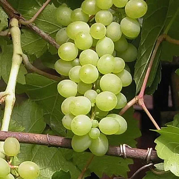 Виноград Московский белый Ранний Садовита