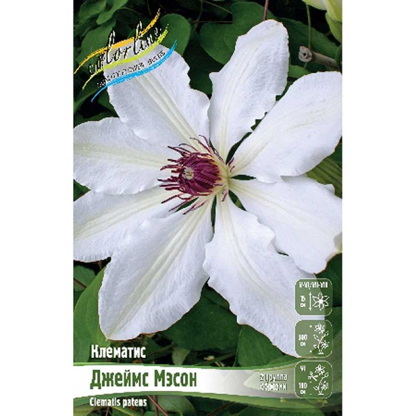 Клематис Джеймс Мэсон I 2 шт
