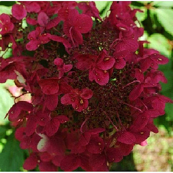 Гортензия Метельчатая Вимс Ред P12