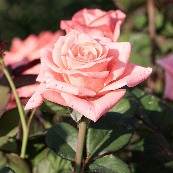 Роза чайно-гибридная Пикуба Садовита