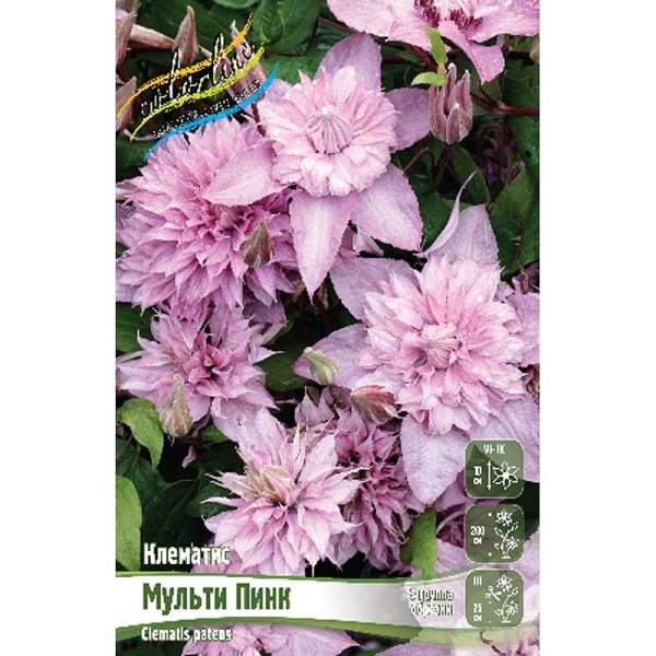 Клематис Мульти Пинк I 25 шт Биг-пак 16327 