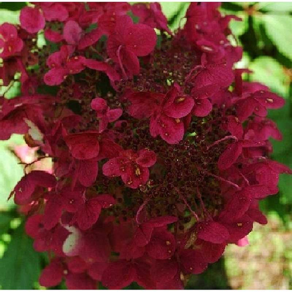 Гортензия Метельчатая Вимс Ред P12