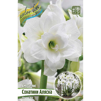 Гиппеаструм Сонатини Аляска 13/15 1 Шоу-бокс 11987 