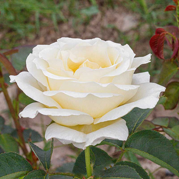 Роза флорибунда Айсберг Садовита