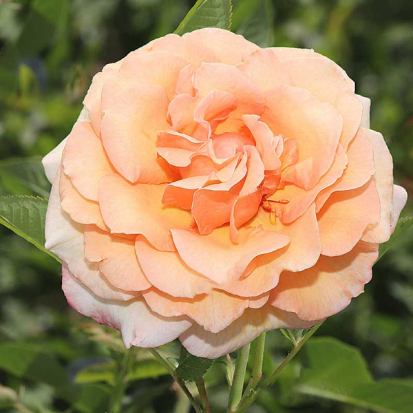 Роза плетистая Барок Садовита