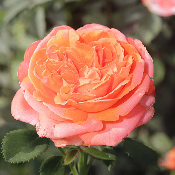 Роза чайно-гибридная Рене Госсини Садовита