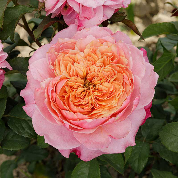 Роза шраб Мияби Садовита