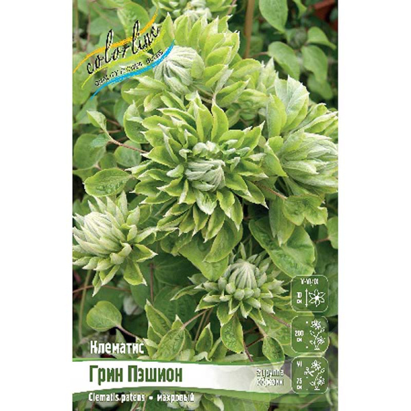Клематис Грин Пэшион I 1 шт