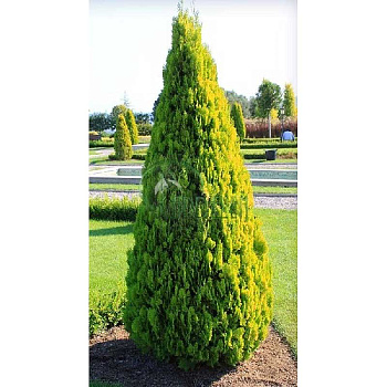 Туя Восточная Пирамидалис Ауреа P9 20-25