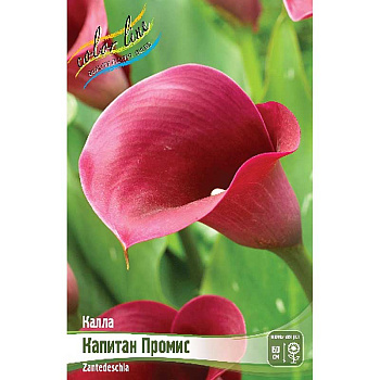 Калла Капитан Промис 12/14 30 шт Шоу-бокс 8710