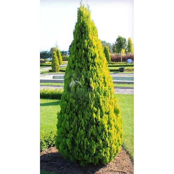 Туя Восточная Пирамидалис Ауреа P9 20-25