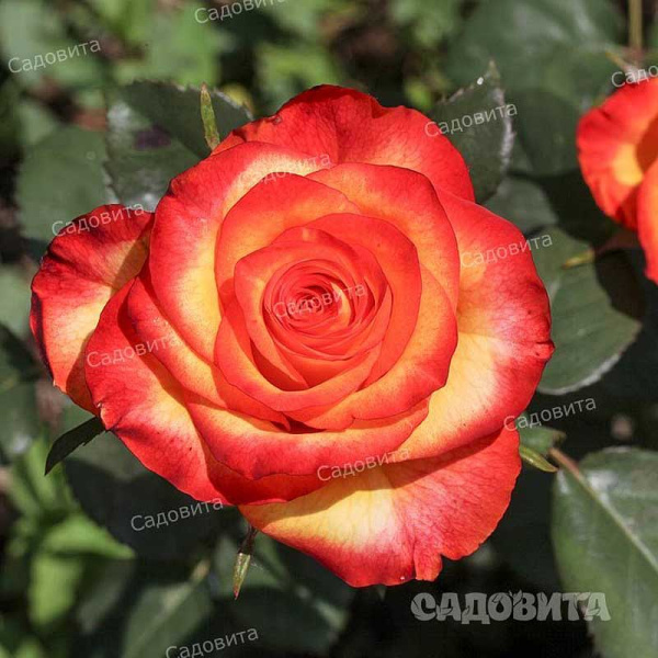 Роза флорибунда Циркус Садовита