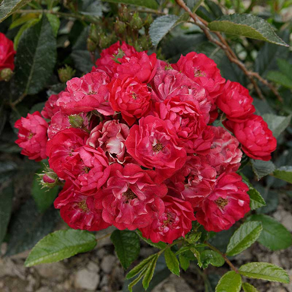 Роза почвопокровная Фейри Чангелинг Садовита