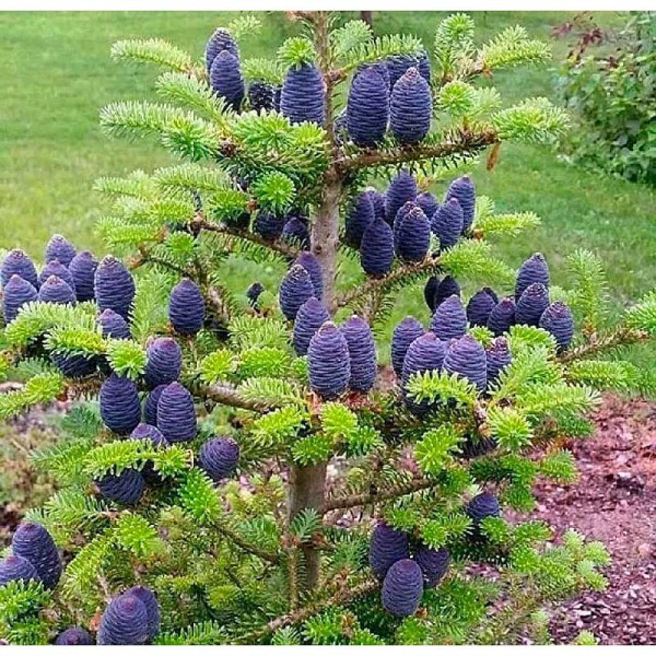 Пихта Корейская Дискус 30-40см с комом