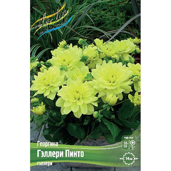 Георгина Гэллери Пинто I 1 шт